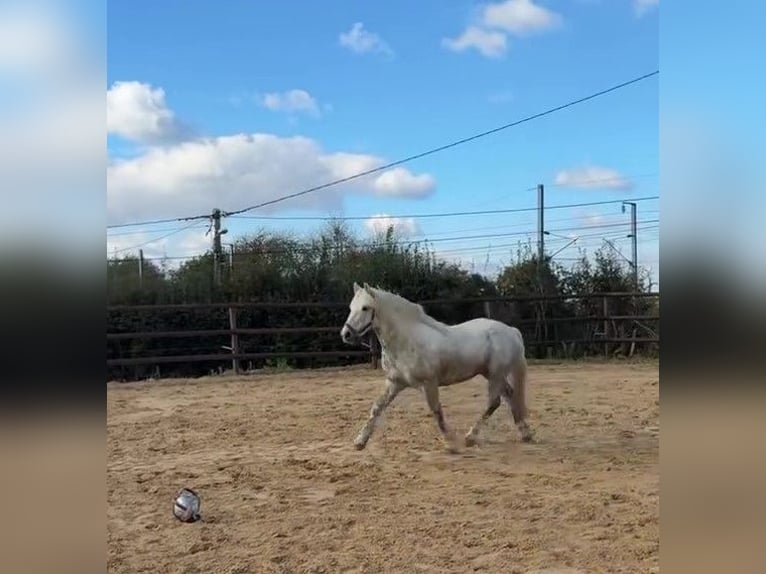 Connemara Stallion 8 years 14,1 hh Grey-Dapple in FORGES LES EAUX