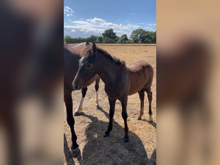 Connemara Stallion  10,2 hh Gray-Dark-Tan in Saint clement de la place