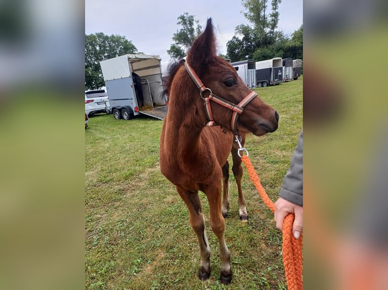 Connemara Stallion Foal (05/2024) 14,1 hh Brown in Freyburg