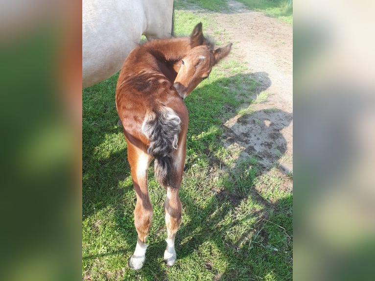 Connemara Stallion Foal (05/2024) 14,1 hh Brown in Freyburg