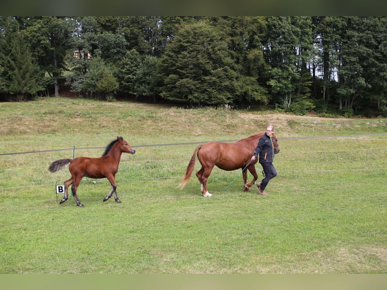 Connemara Stallion Foal (05/2024) 14,1 hh Brown in Dachsberg