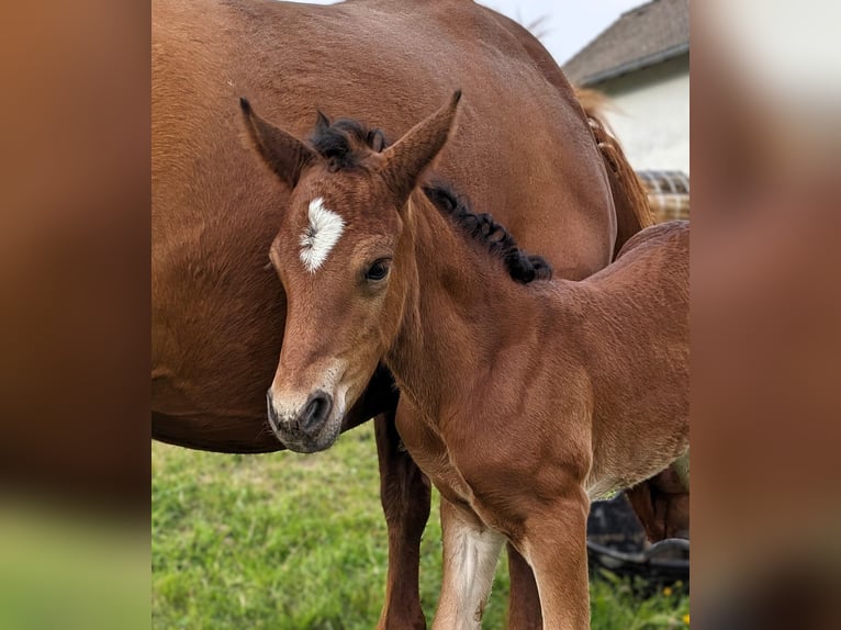 Connemara Stallion  14,1 hh Brown in Dachsberg