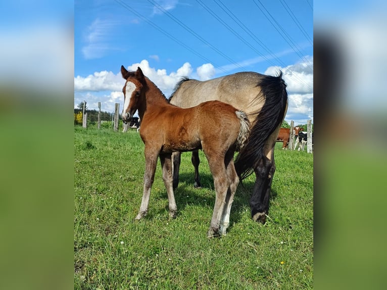 Connemara Stallion Foal (04/2024) 14,1 hh Gray in bastogne