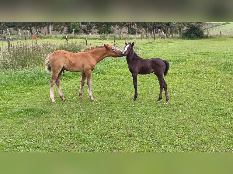 Connemara Stallion Foal (04/2024) 14,1 hh Gray in bastogne