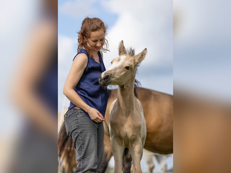 Connemara Stallion Foal (05/2024) 14,2 hh Buckskin in Heidenrod