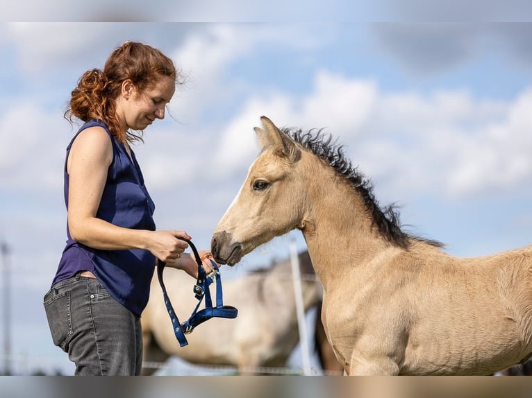 Connemara Stallion Foal (05/2024) 14,2 hh Buckskin in Heidenrod