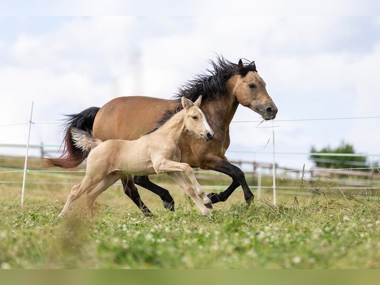 Connemara Stallion Foal (05/2024) 14,2 hh Buckskin in Heidenrod