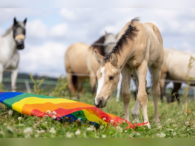 Connemara Stallion Foal (05/2024) 14,2 hh Buckskin in Heidenrod