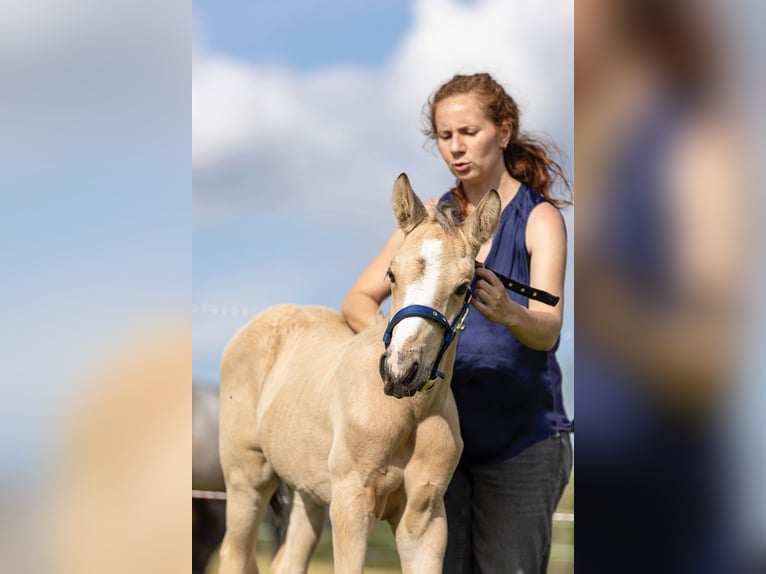 Connemara Stallion Foal (05/2024) 14,2 hh Buckskin in Heidenrod