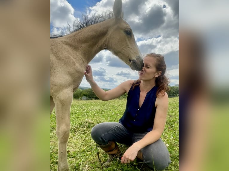 Connemara Stallion Foal (05/2024) 14,2 hh Buckskin in Heidenrod