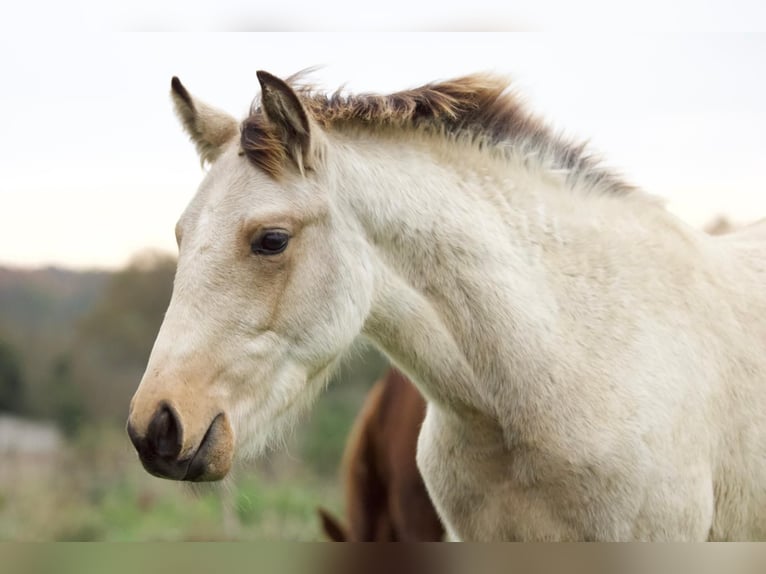 Connemara Mix Stallion  14,2 hh Dun in Fay de Bretagne