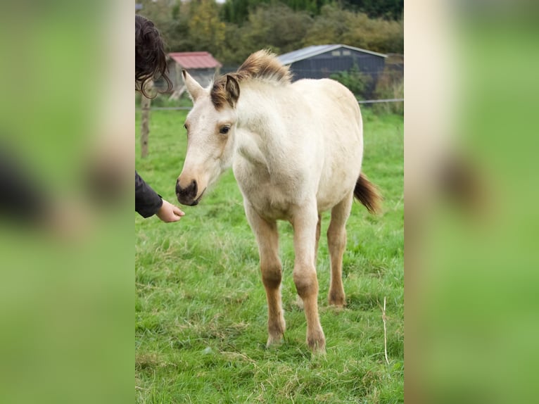 Connemara Mix Stallion  14,2 hh Dun in Fay de Bretagne