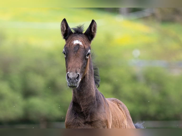 Connemara Stallion Foal (04/2024) 14,2 hh Gray in Heidenrod