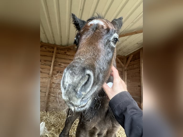 Connemara Stallion Foal (04/2024) 14,2 hh Gray in Heidenrod