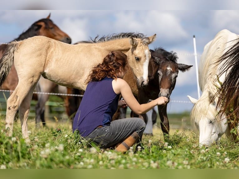 Connemara Stallion Foal (04/2024) 14,2 hh Gray in Heidenrod