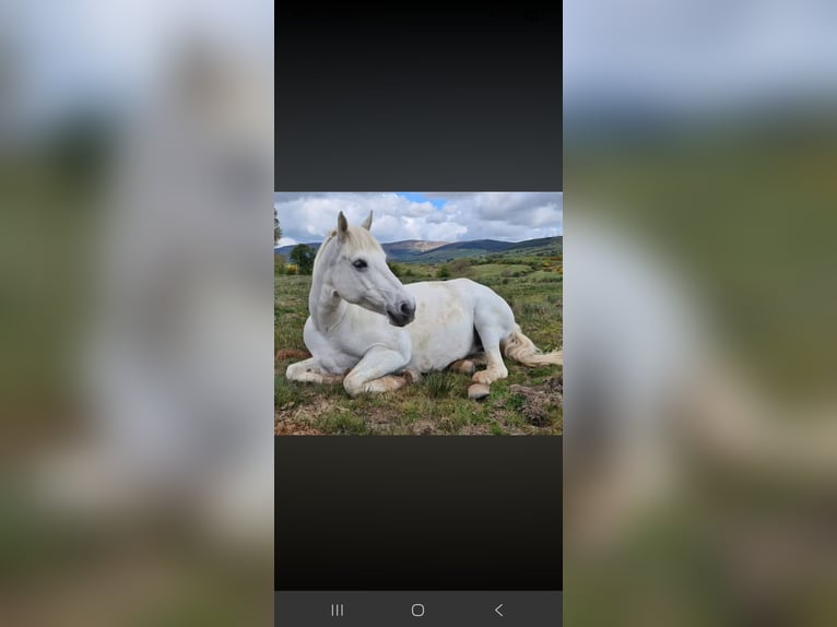 Connemara Stallion Foal (05/2026) 14.2 hh Grey in Clare