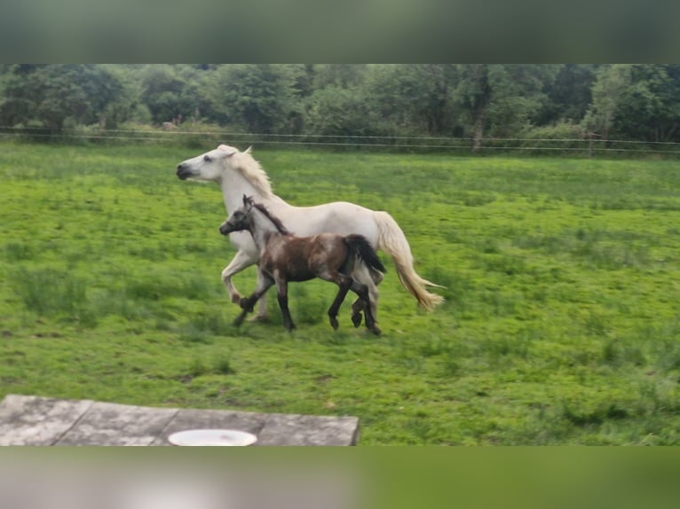 Connemara Stallion Foal (05/2026) 14.2 hh Grey in Clare