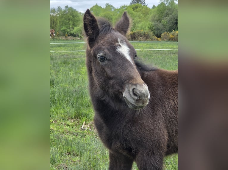 Connemara Stallion Foal (05/2026) 14.2 hh Grey in Clare