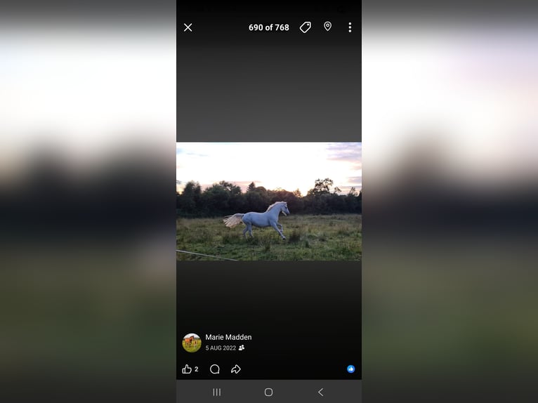 Connemara Stallion Foal (05/2026) 14.2 hh Grey in Clare