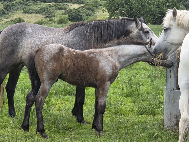 Connemara Stallion Foal (05/2026) 14.2 hh Grey in Clare