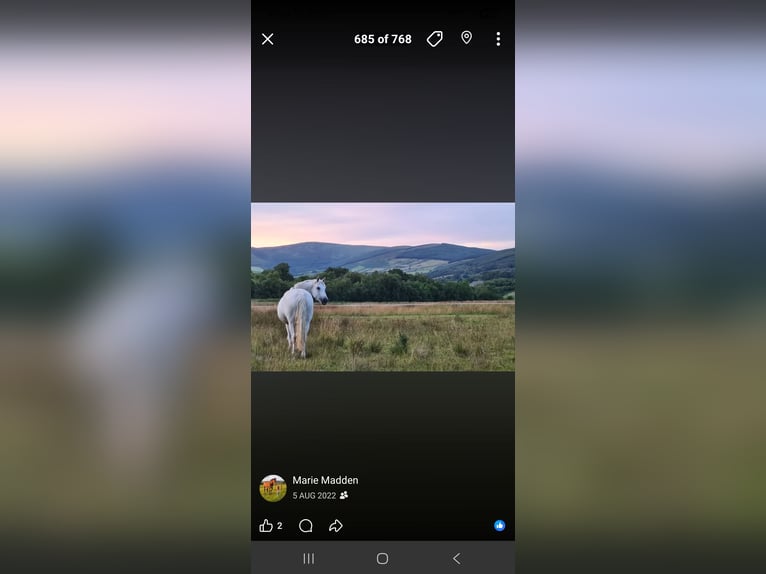 Connemara Stallion Foal (05/2026) 14.2 hh Grey in Clare