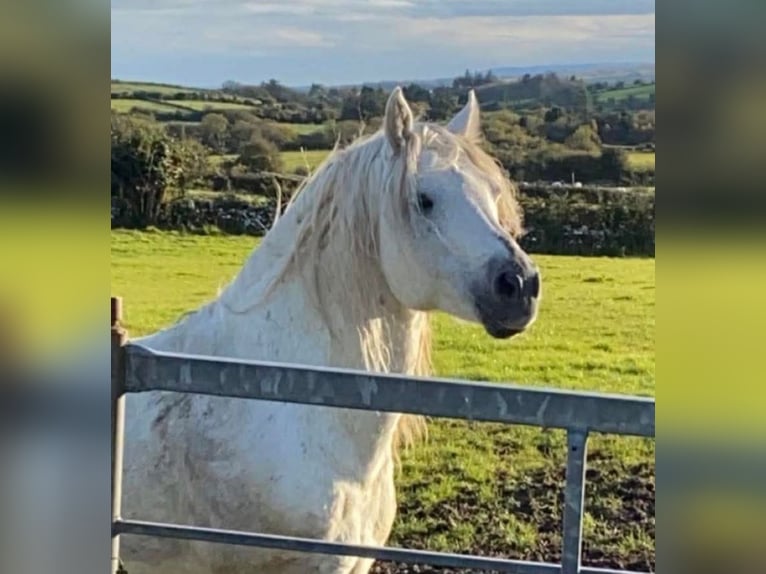 Connemara Stallion Foal (05/2026) 14.2 hh Grey in Clare