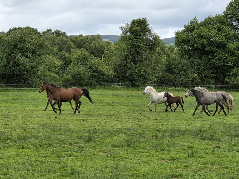 Connemara Stallion Foal (05/2026) 14.2 hh Grey in Clare