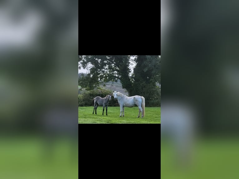 Connemara Stallion Foal (05/2026) 14.2 hh Grey in Clare