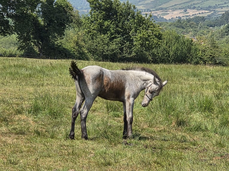 Connemara Stallion Foal (05/2026) 14.2 hh Grey in Clare