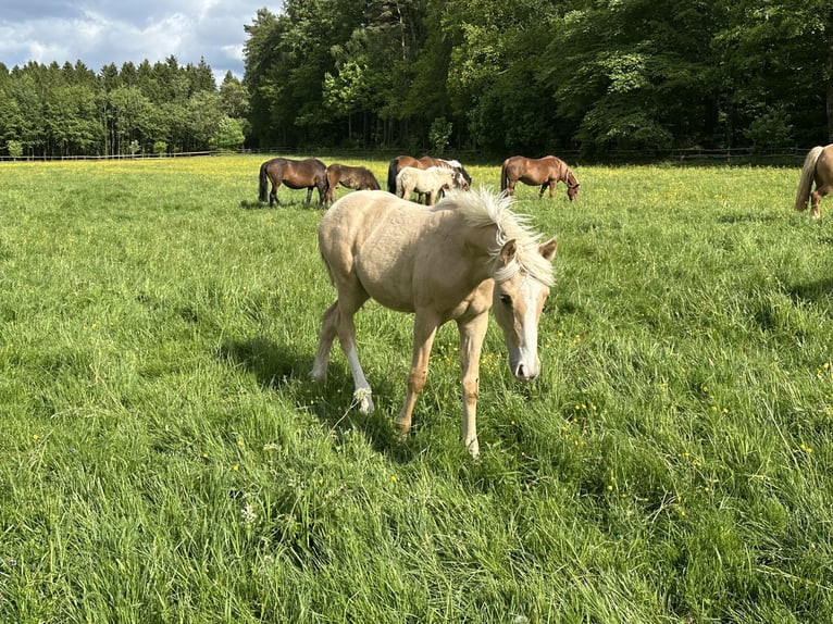 Connemara Mix Stallion Foal (03/2026) 14.2 hh Palomino in Waldbrunn
