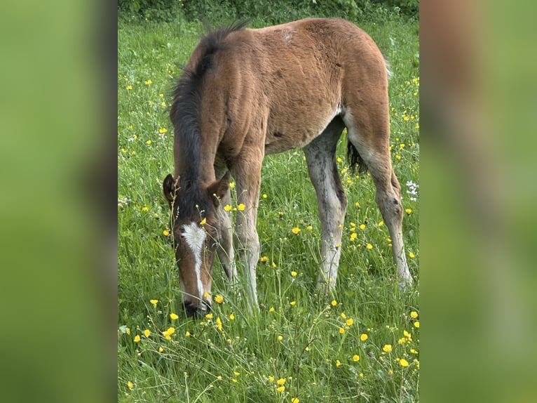 Connemara Mix Stallion Foal (03/2026) 14.2 hh Palomino in Waldbrunn