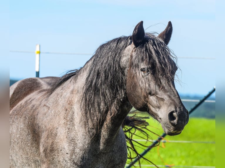 Connemara Stallion Foal (05/2026) 14.2 hh Roan-Bay in Schondra