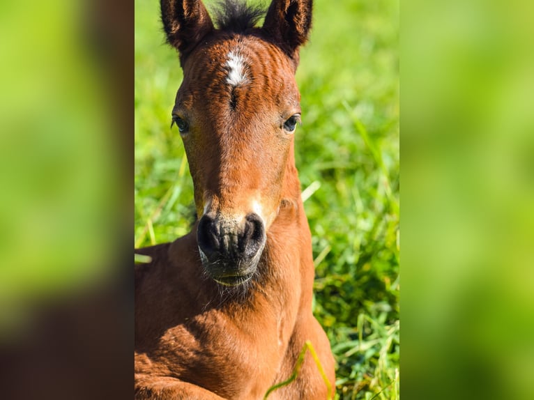Connemara Stallion Foal (05/2026) 14.2 hh Roan-Bay in Schondra