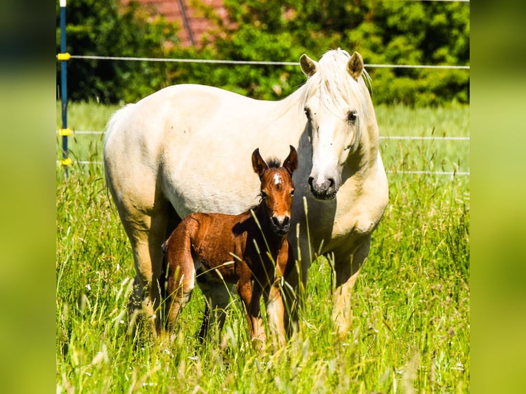 Connemara Stallion Foal (05/2026) 14.2 hh Roan-Bay in Schondra