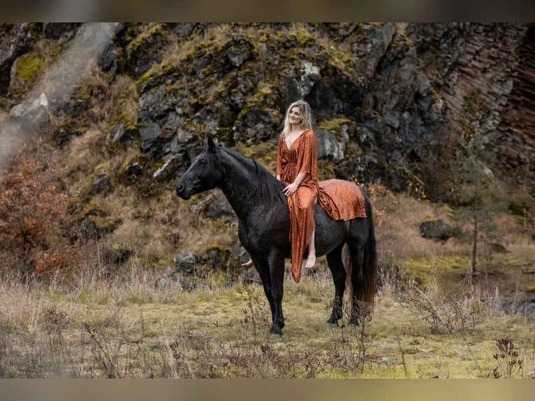 Connemara Stallion Foal (05/2026) 14.2 hh Roan-Bay in Schondra
