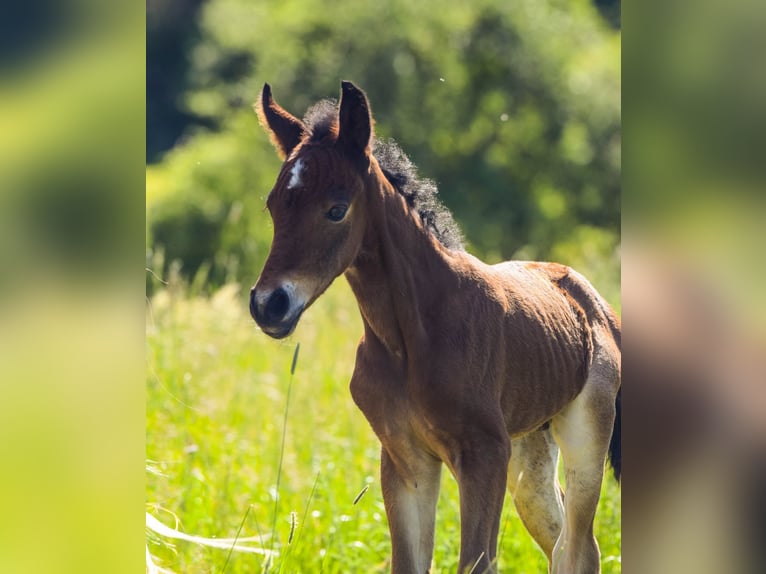 Connemara Stallion Foal (05/2026) 14.2 hh Roan-Bay in Schondra