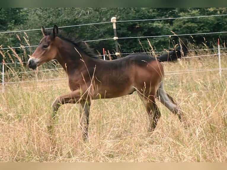 Connemara Stallion Foal (06/2026) 14.3 hh Roan-Bay in Lohr am Main