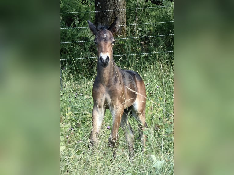 Connemara Stallion Foal (06/2026) 14.3 hh Roan-Bay in Lohr am Main