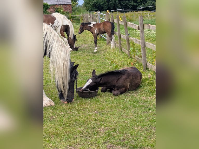 Connemara Mix Stallion Foal (05/2026) 14 hh Grey in lancashire