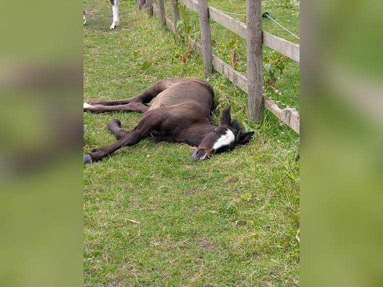 Connemara Mix Stallion Foal (05/2026) 14 hh Grey in lancashire