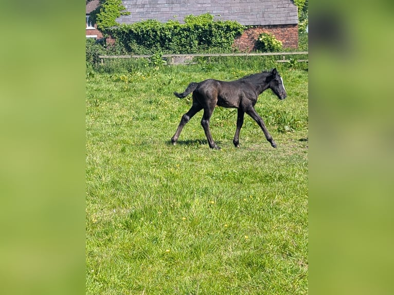 Connemara Mix Stallion Foal (05/2026) 14 hh Grey in lancashire