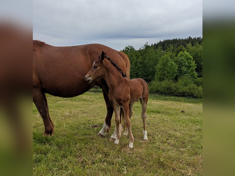 Connemara Stallion  14,1 hh Brown in Dachsberg