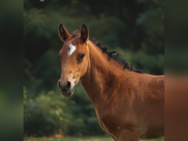 Connemara Stallion Foal (05/2025) 14,1 hh Brown in Dachsberg