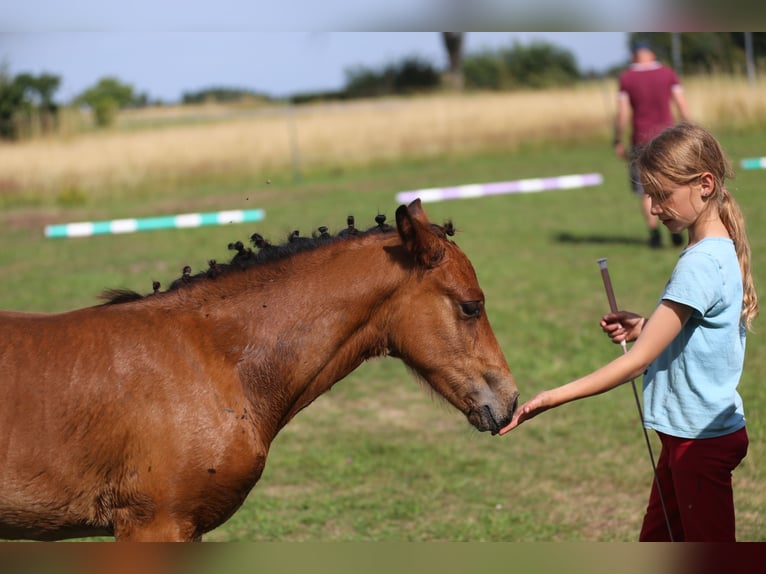 Connemara Stallion Foal (05/2025) 14,1 hh Brown in Dachsberg