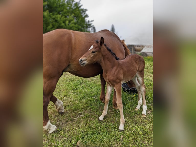 Connemara Stallion  14,1 hh Brown in Dachsberg