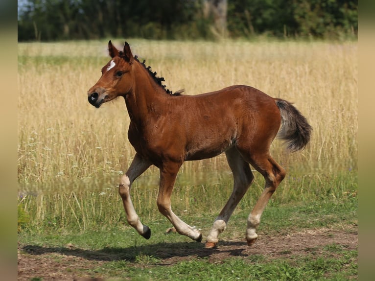 Connemara Stallion Foal (05/2025) 14,1 hh Brown in Dachsberg