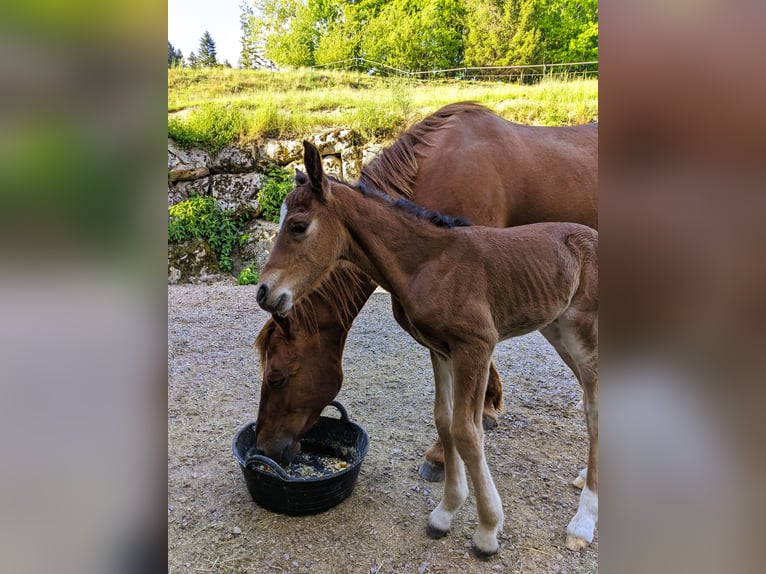 Connemara Stallion  14,1 hh Brown in Dachsberg
