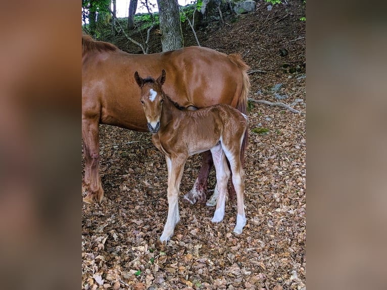 Connemara Stallion  14,1 hh Brown in Dachsberg
