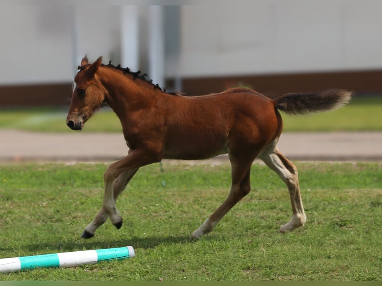 Connemara Stallion Foal (05/2025) 14,1 hh Brown in Dachsberg