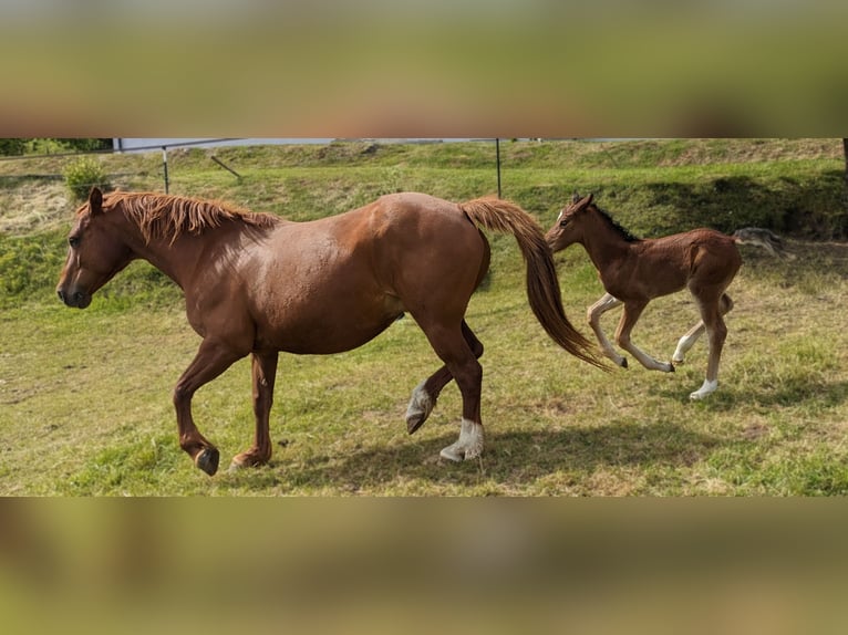 Connemara Stallion  14,1 hh Brown in Dachsberg